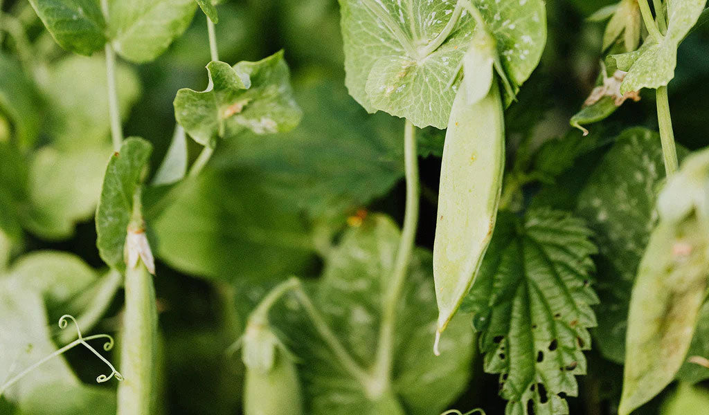 Discover The Power Of Pea Protein! | Pea Benefits – Raw Rev